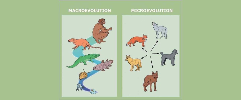 Macro-Microevolutie